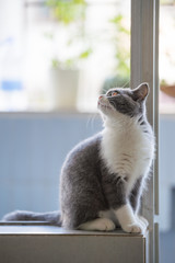Cute British short hair cat kitten