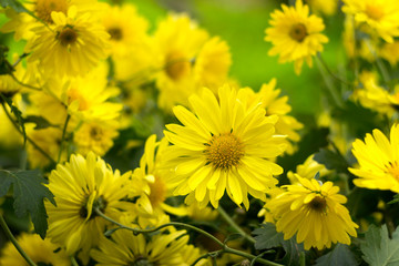 Yellow chrysanthemum - bright autumn flowers like chamomile in the garden background