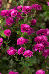 Fototapeta premium Beautiful pink chrysanthemum growing in the garden, background, autumn flowers