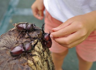 カブトムシを触る手