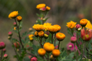 Buds of yellow and pink chrysanthemums close-up, autumn flowers in the garden background