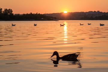 Duck swims on the Angara at sunset