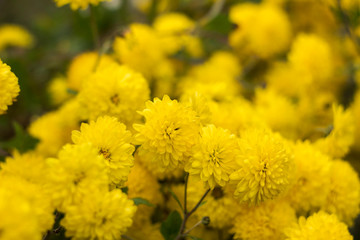 Yellow round chrysanthemum - bright autumn flowers in the garden, background