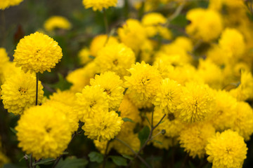 Yellow round chrysanthemum - bright autumn flowers in the garden, background