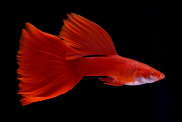 red male guppy fish swimming over isolated black background
