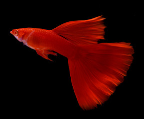 red male guppy fish swimming over isolated black background - obrazy, fototapety, plakaty