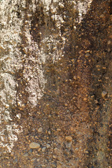 Closeup of natural soil and stone wall in sunlight. Vertical view.