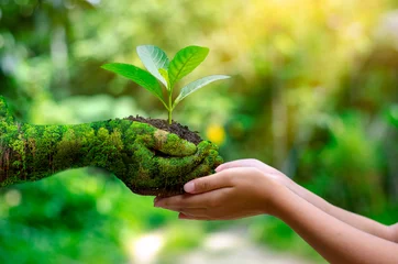 Poster milieu Earth Day In de handen van bomen die zaailingen kweken. Bokeh groene achtergrond Vrouwelijke hand met boom op natuur veld gras Bosbehoud concept © sarayut_sy