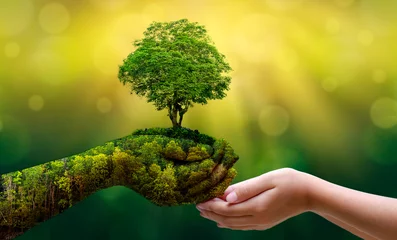 Umwelt Tag der Erde In den Händen von Bäumen, die Sämlinge wachsen. Bokeh grüner Hintergrund Weibliche Hand, die Baum auf Naturfeldgras hält Waldschutzkonzept © sarayut_sy