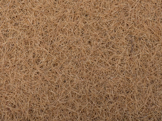 Corniferous forest ground texture