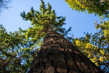 Fototapeta premium Tall tree in forest