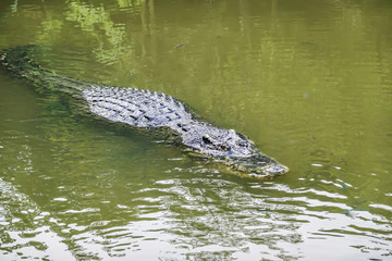 Naklejka premium An alligator (crocodile) surfacing in a body of water.