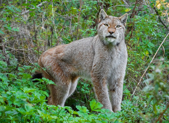 National Park of Abruzzo, Lazio and Molise (Italy) - The autumn in the italian mountain natural reserve, with wild animals, little old towns, the Barrea Lake. Here: the lynx