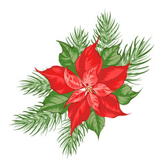 Composition of red poinsettia flower isolated over white background. Christmas card with poinsettia red star. Vector illustration.