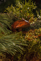 Mushroom in a pine forest growing in moss in the rays of light and dew.