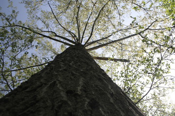 spirito della foresta