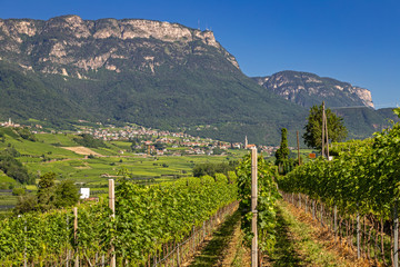 Fototapeta na wymiar Weinanbau am Kalterer See, Südtirol