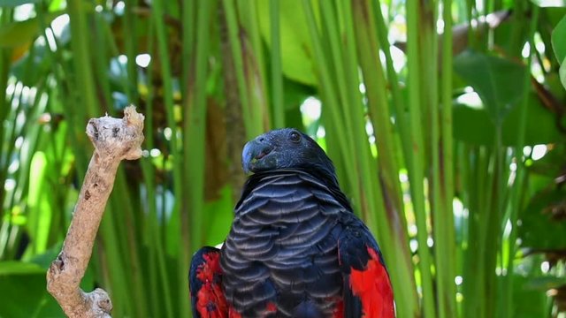 Cute bird lori parrots - closeup shot