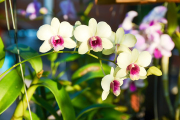 Fototapeta na wymiar orchid flower in garden