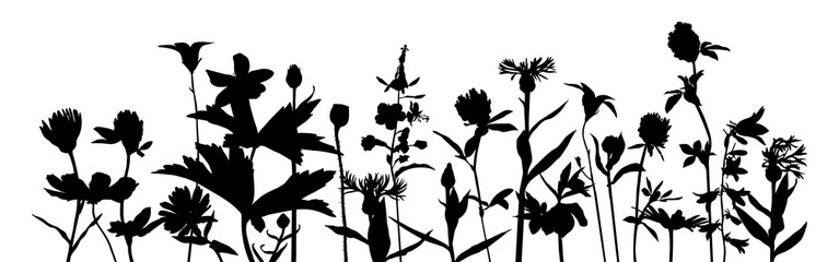 vector drawing poppy flowers