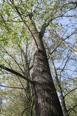 albero con scorcio del cielo