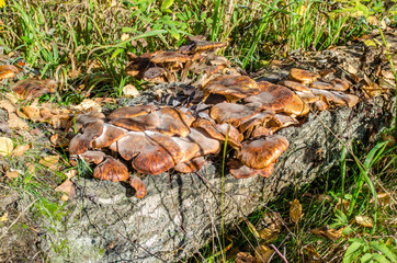 mushroom Kingdom grebes on a fallen tree