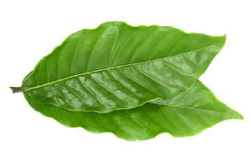 Obraz premium Coffee leaves on white background.