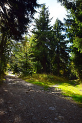 road in forest