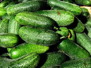 Fresh cucumbers on the market