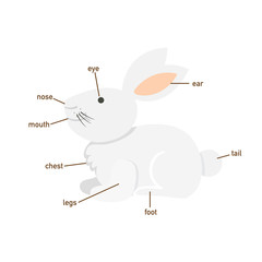 Illustration of rabbit vocabulary part of body.vector