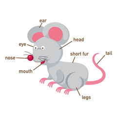 Illustration of rat vocabulary part of body.vector
