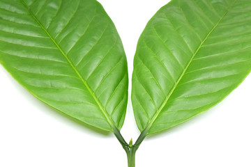 Obraz premium Coffee leaves green, Top leaves coffee on white background.