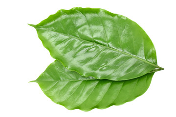 Coffee leaves green, Top leaves coffee on white background.