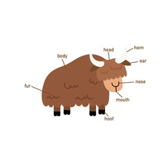 Illustration of yak vocabulary part of body.vector
