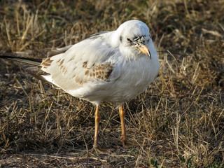 Little seagull standing in the grass