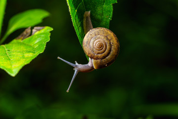 Snail on leaf