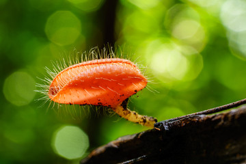 Mushroom with bokeh background