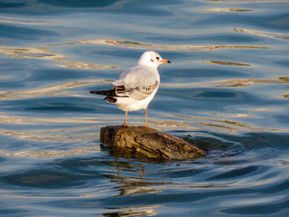 Seagull on the log in Sava river, Belgrade.