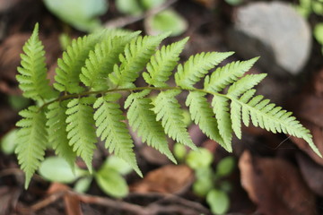 シダの葉