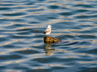 Seagull on the log in Sava river, Belgrade.
