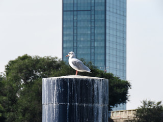 Seagull standing the marina stump with skyscraper in the background
