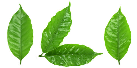 Coffee leaves green, Top leaves coffee on white background.