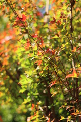Fototapeta premium 多摩の紅葉
