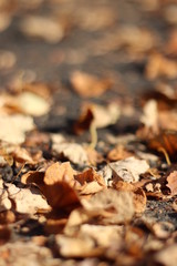 多摩の紅葉