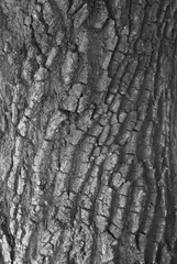 Close-up image monochrome of texture old tree dry bark of trunk, vertical view.