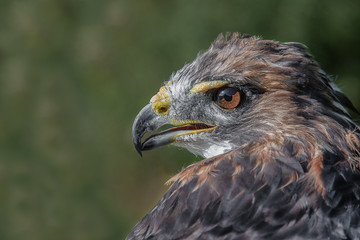 Close up profile portrait of a red tailed hawk, also known as a chicken hawk. The bird is looking alert and to the left