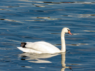 Swan in the Sava river, Belgrade.