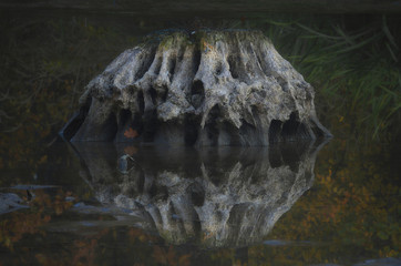 Stary pień © Tomek Kiecana