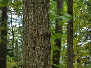 Fototapeta premium tree in forest
