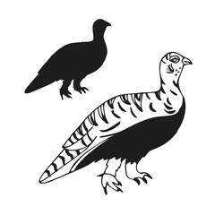 Fototapeta premium Quail. Black pattern on a white background. Silhouette. Sketch doodle.